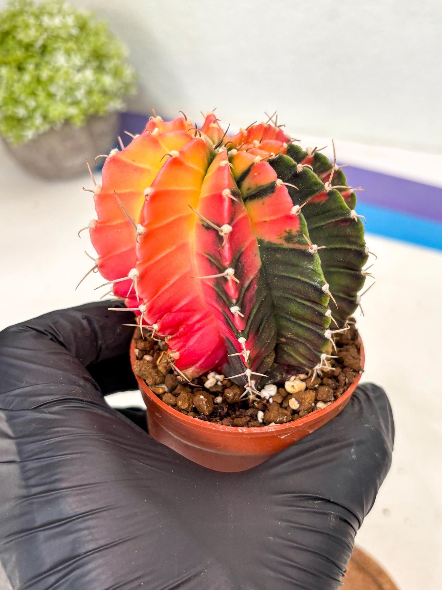 Gymnocalycium Lb Hybrid (gy5) (r4) | Imported Plants