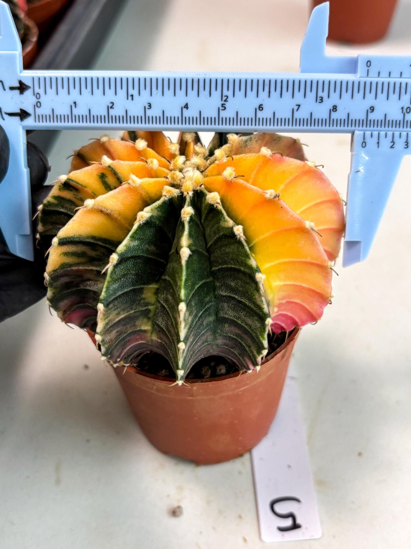 Gymnocalycium Lb Hybrid (gy5) (5r) | Imported Plants