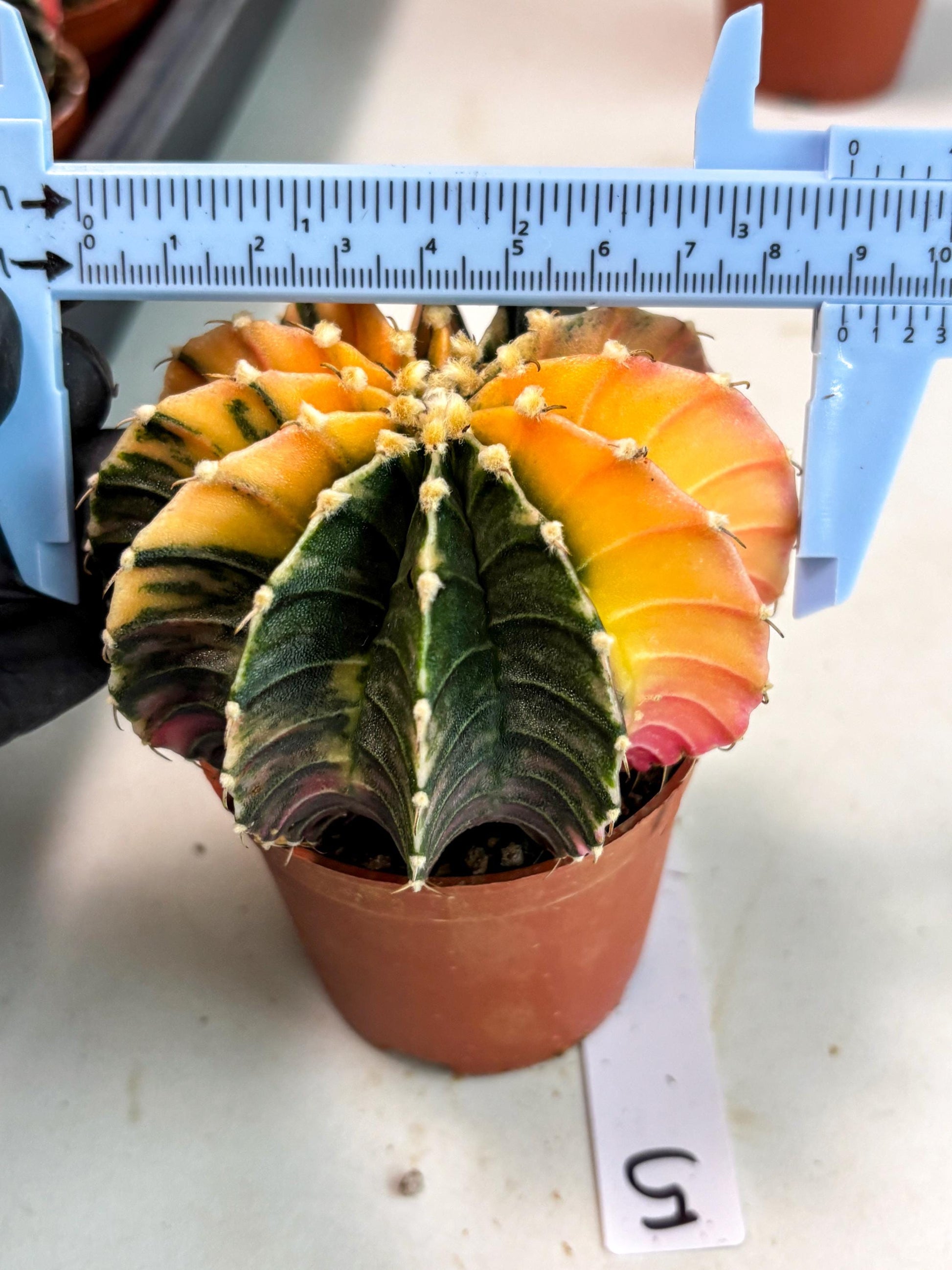 Gymnocalycium Lb Hybrid (gy5) (5r) | Imported Plants