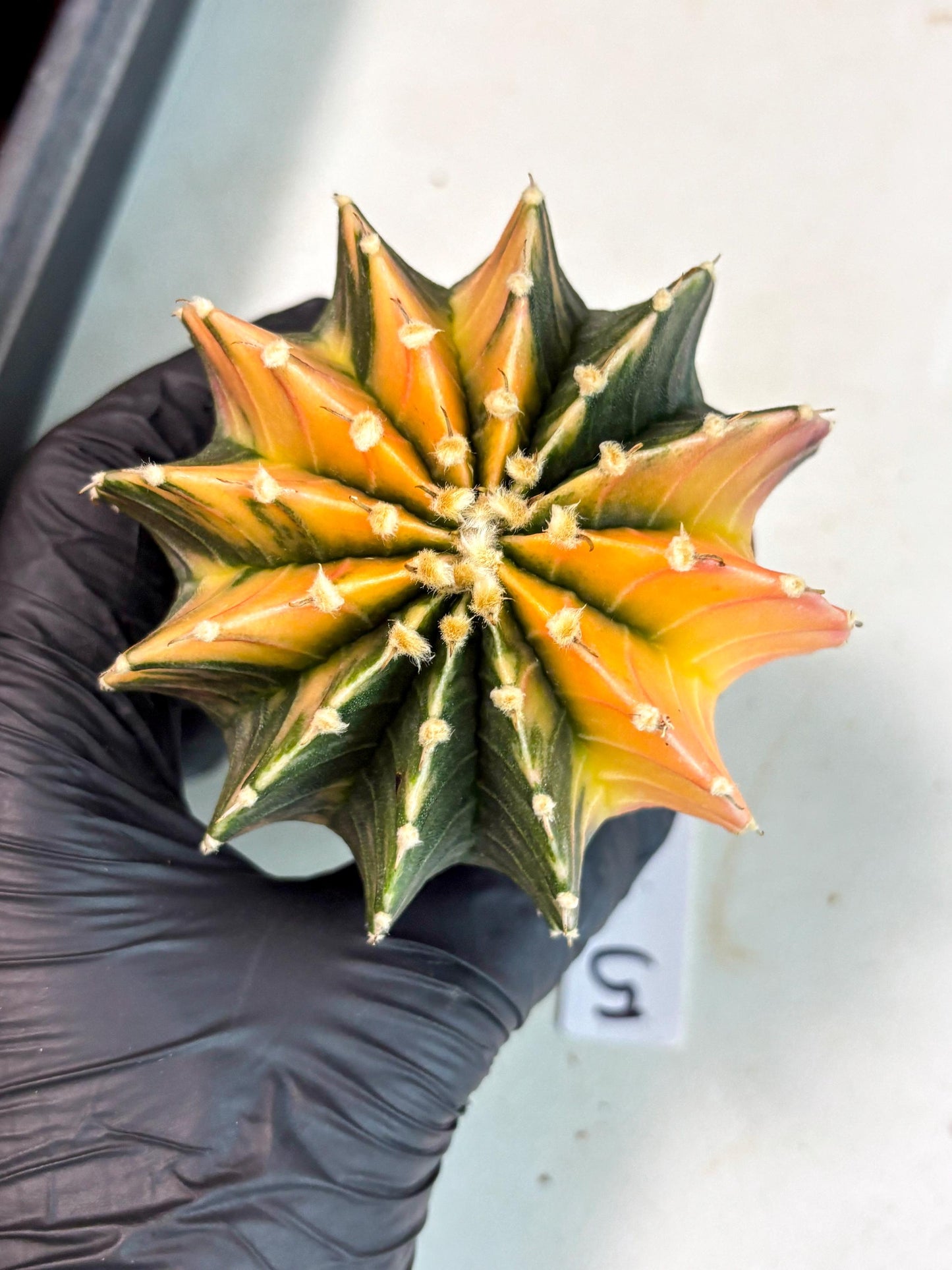 Gymnocalycium Lb Hybrid (gy5) (5r) | Imported Plants