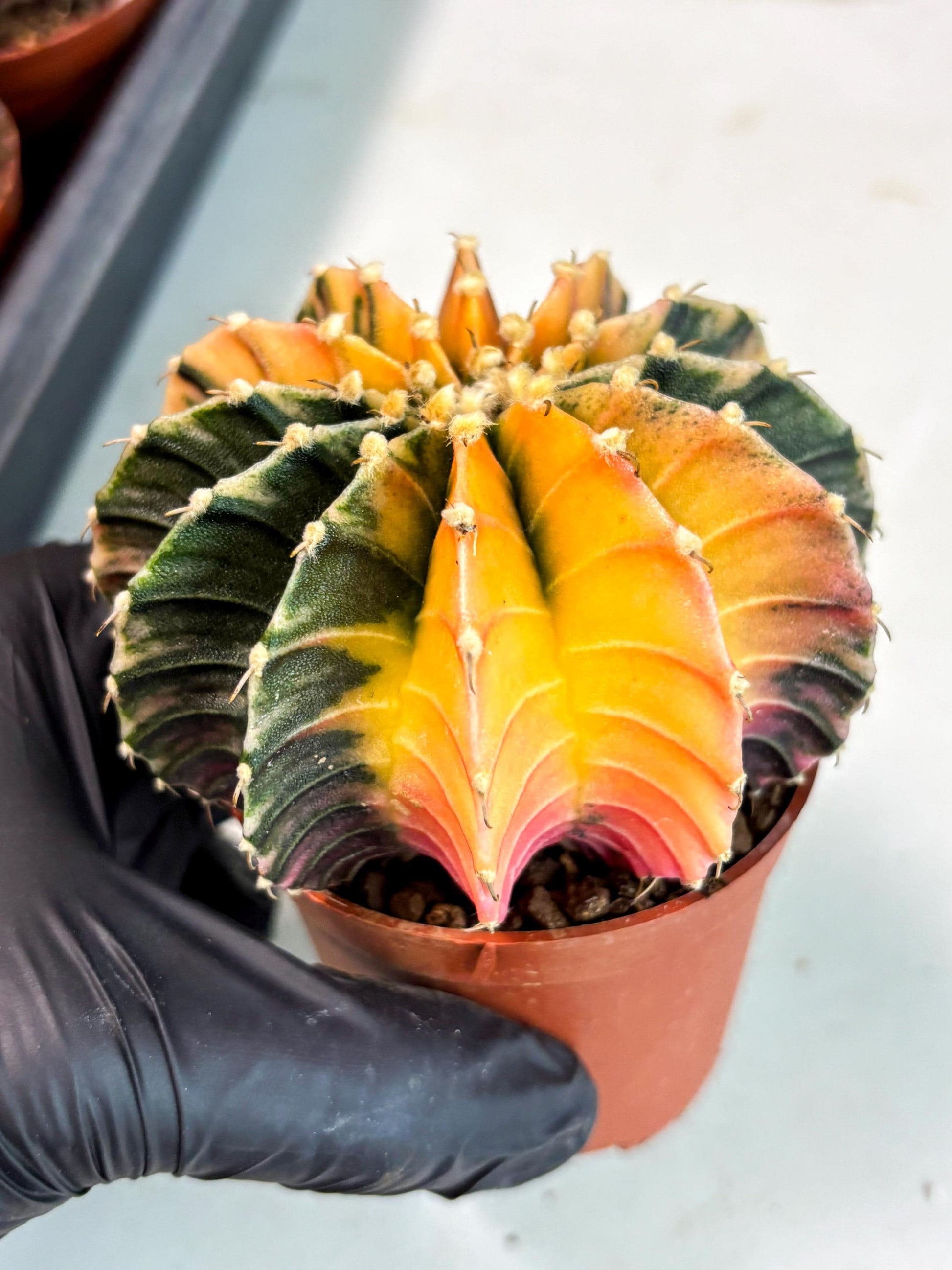 Gymnocalycium Lb Hybrid (gy5) (5r) | Imported Plants