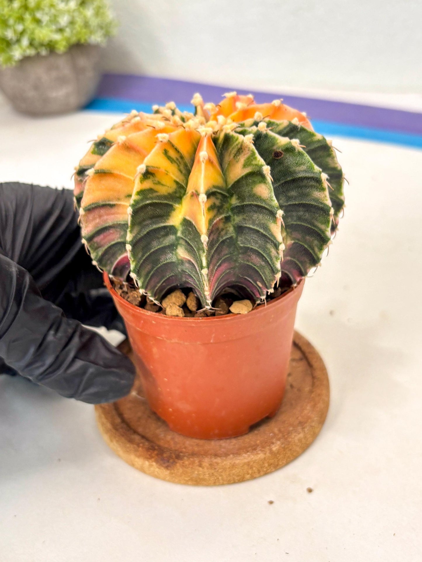Gymnocalycium Lb Hybrid (gy5) (5r) | Imported Plants
