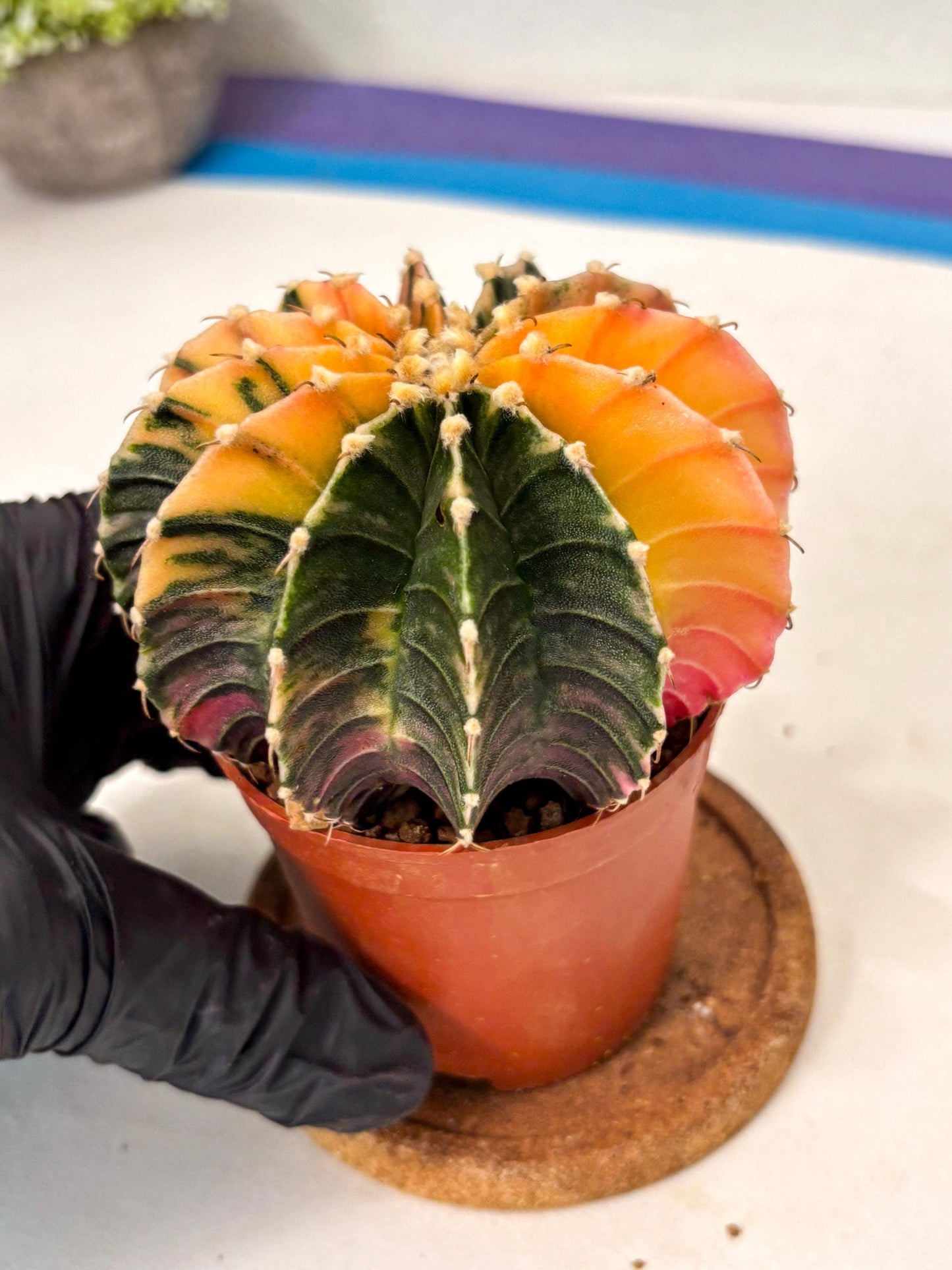 Gymnocalycium Lb Hybrid (gy5) (5r) | Imported Plants
