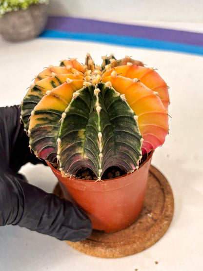 Gymnocalycium Lb Hybrid (gy5) (5r) | Imported Plants