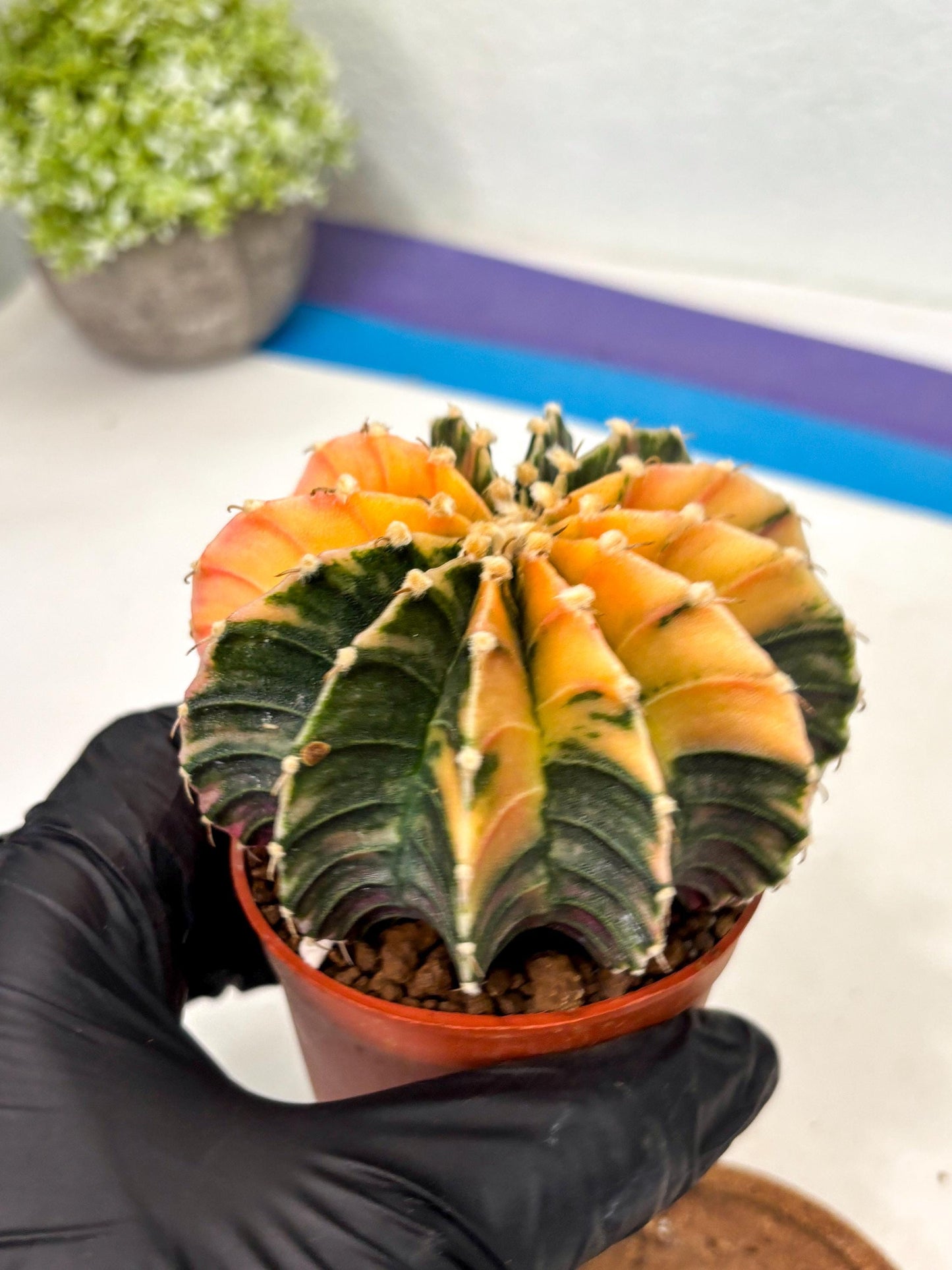 Gymnocalycium Lb Hybrid (gy5) (5r) | Imported Plants