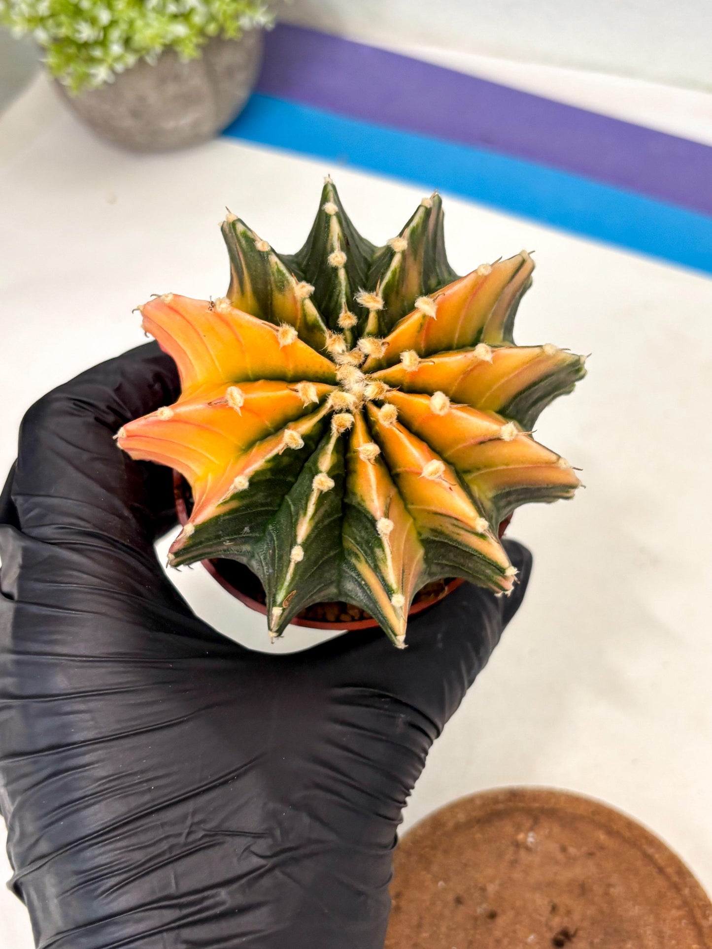 Gymnocalycium Lb Hybrid (gy5) (5r) | Imported Plants