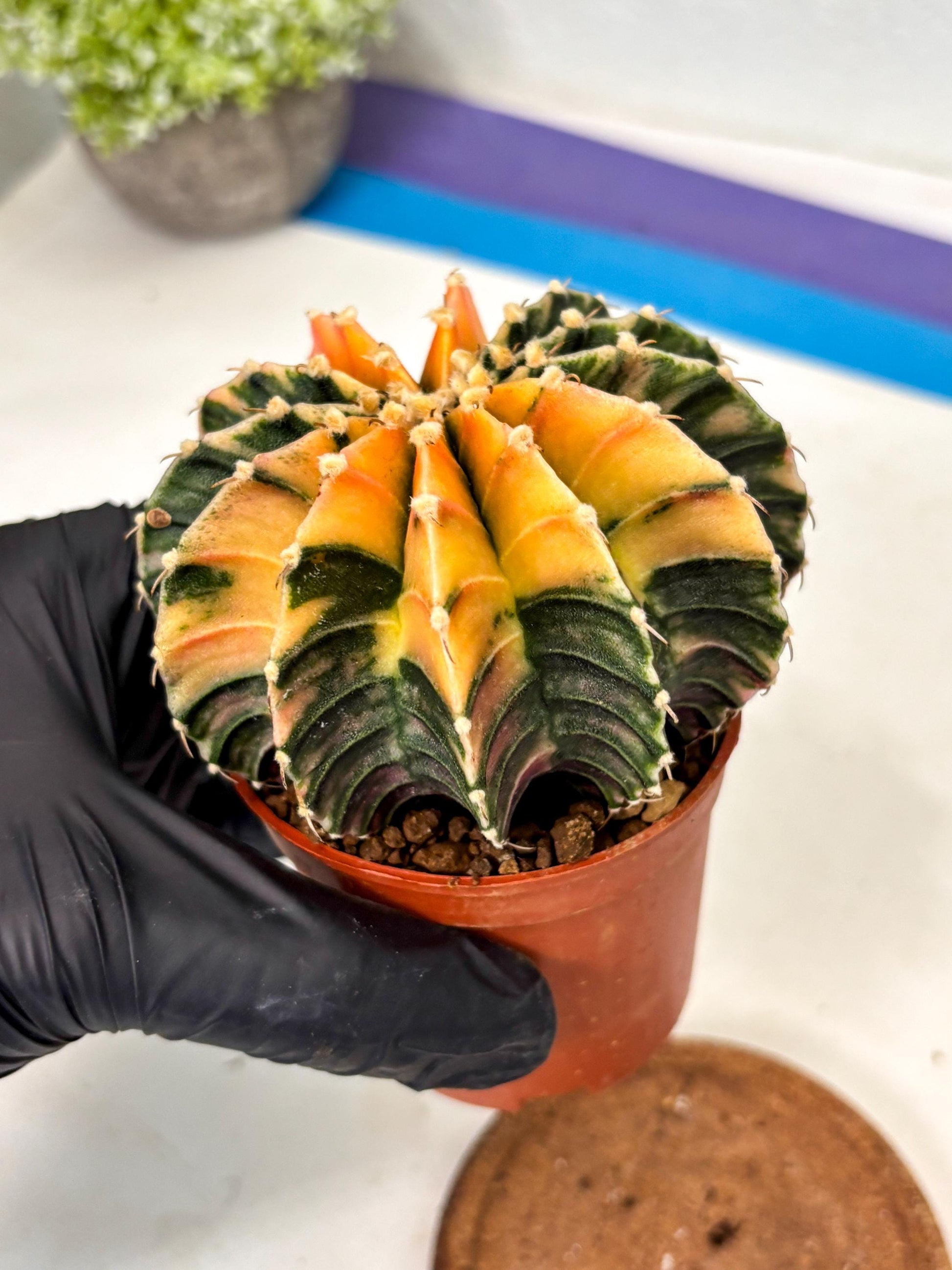 Gymnocalycium Lb Hybrid (gy5) (5r) | Imported Plants