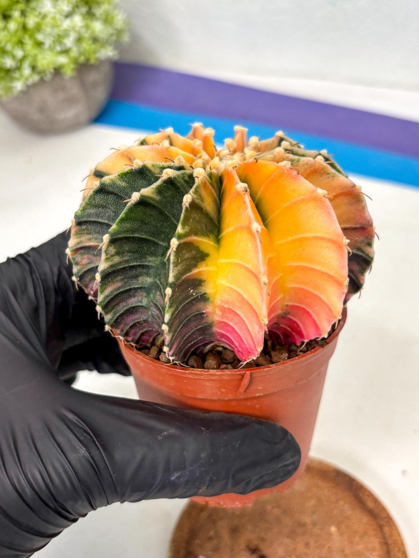 Gymnocalycium Lb Hybrid (gy5) (5r) | Imported Plants