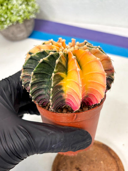 Gymnocalycium Lb Hybrid (gy5) (5r) | Imported Plants