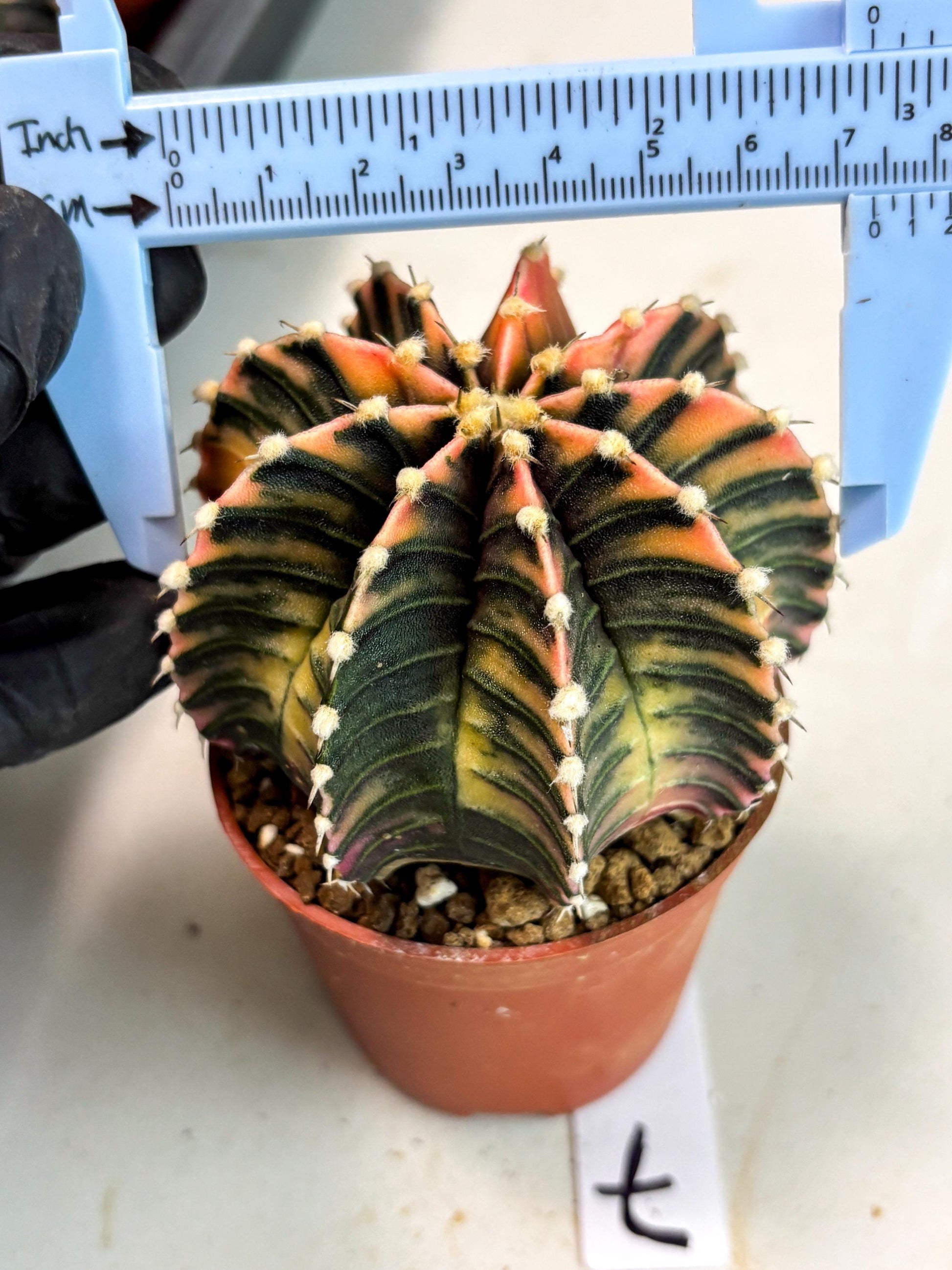 Gymnocalycium Lb Hybrid (gy5) (r7) | Imported Plants