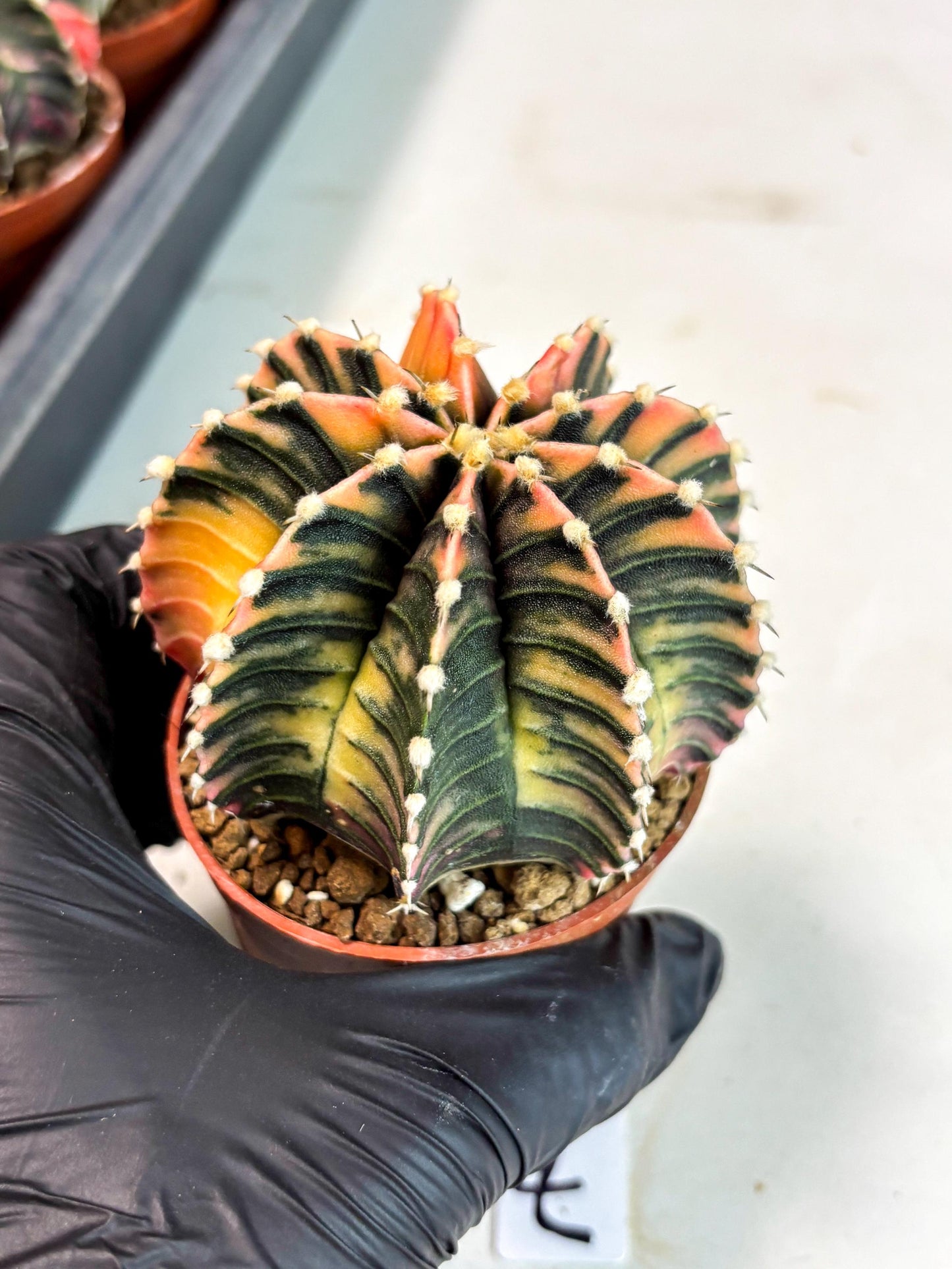 Gymnocalycium Lb Hybrid (gy5) (r7) | Imported Plants