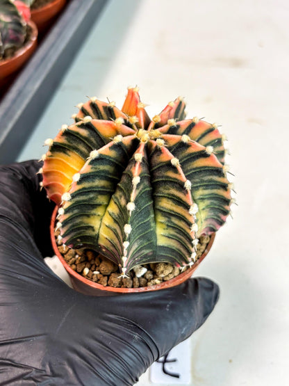 Gymnocalycium Lb Hybrid (gy5) (r7) | Imported Plants