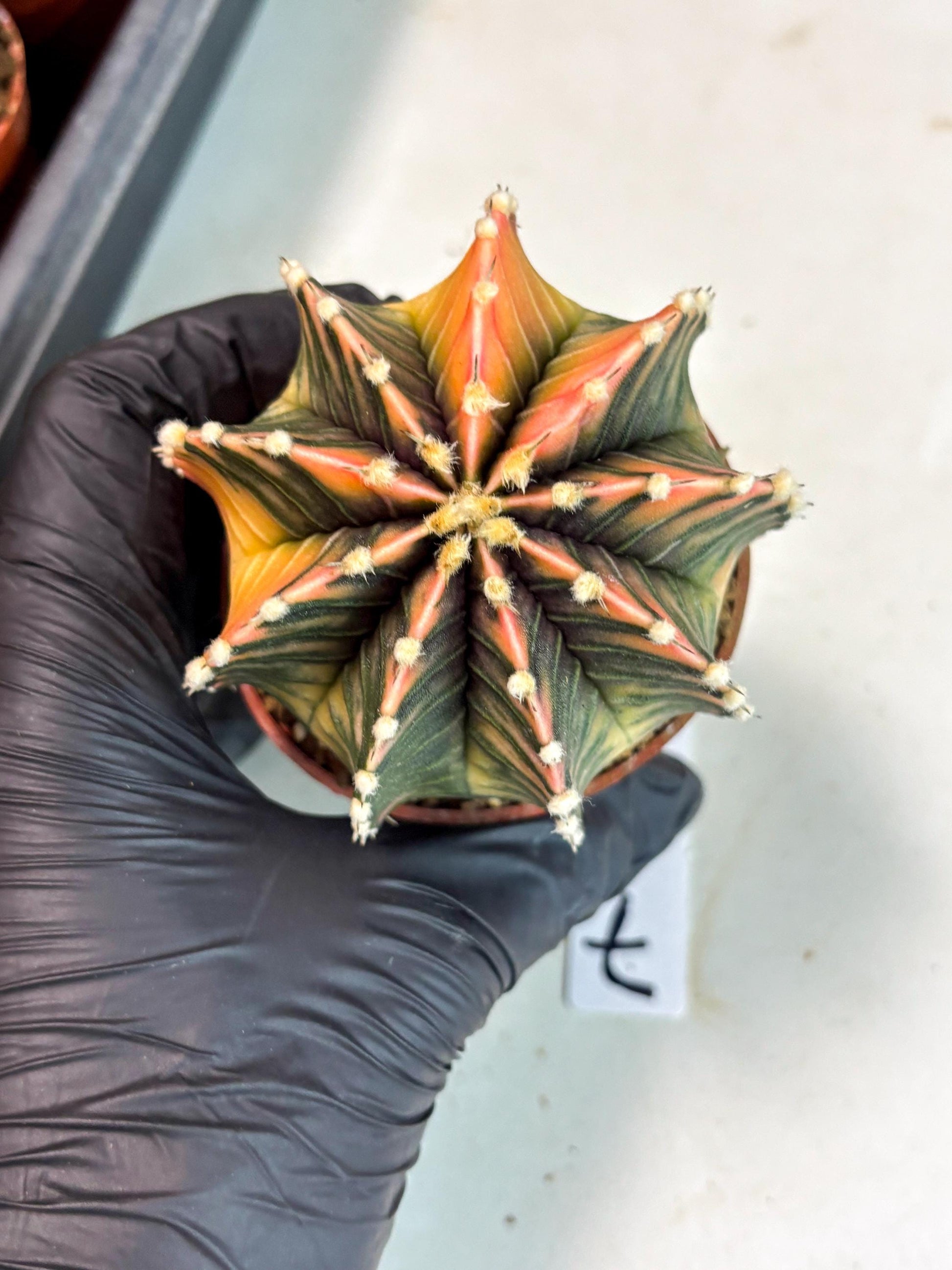 Gymnocalycium Lb Hybrid (gy5) (r7) | Imported Plants
