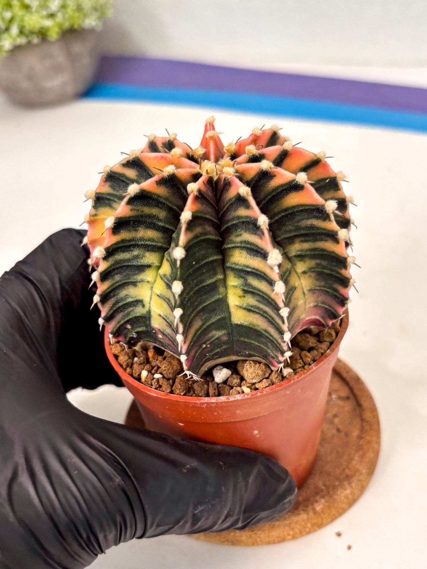 Gymnocalycium Lb Hybrid (gy5) (r7) | Imported Plants
