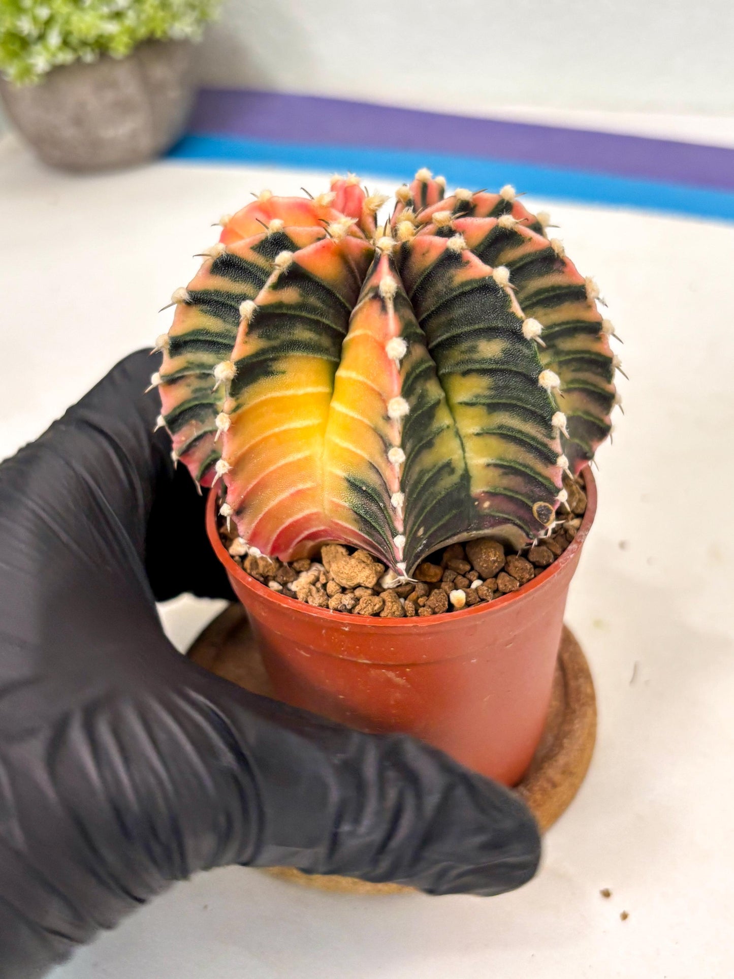 Gymnocalycium Lb Hybrid (gy5) (r7) | Imported Plants