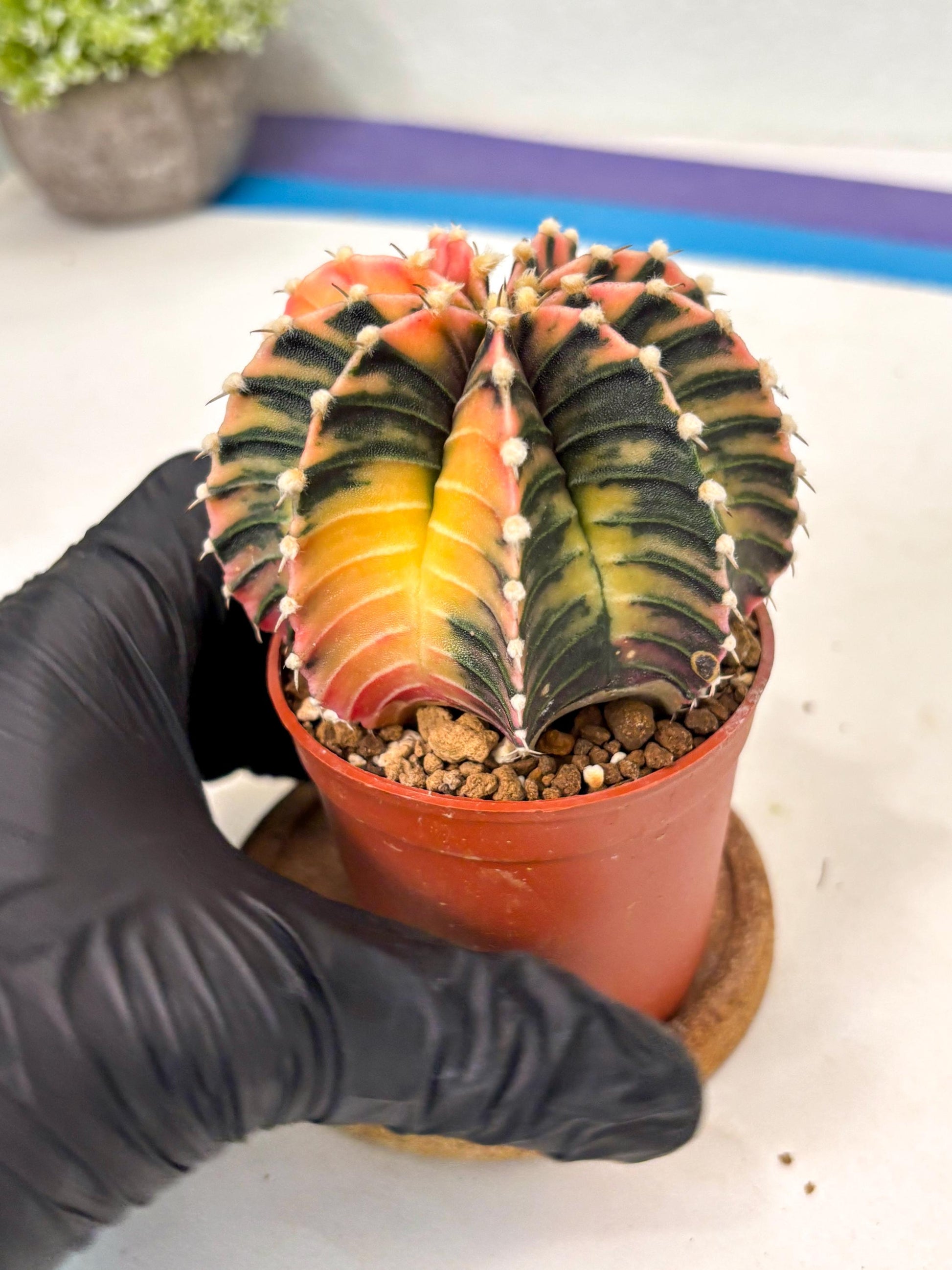 Gymnocalycium Lb Hybrid (gy5) (r7) | Imported Plants