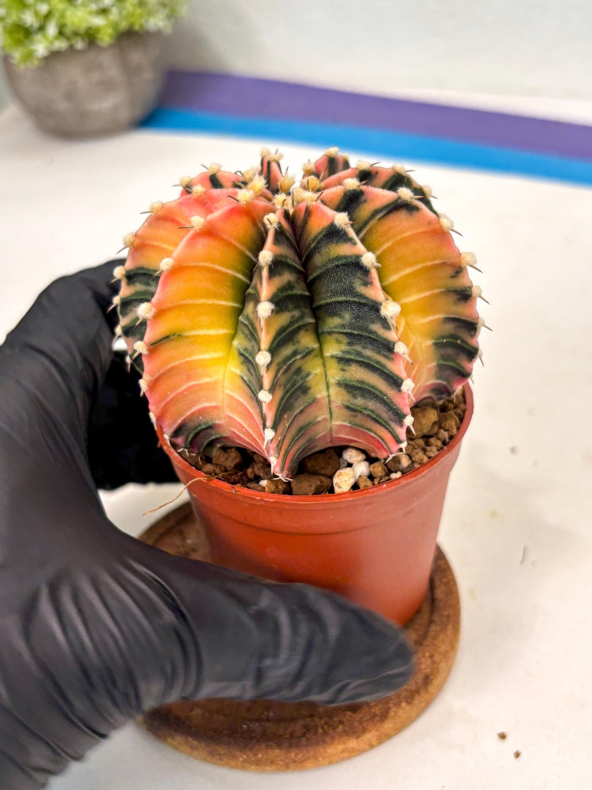 Gymnocalycium Lb Hybrid (gy5) (r7) | Imported Plants