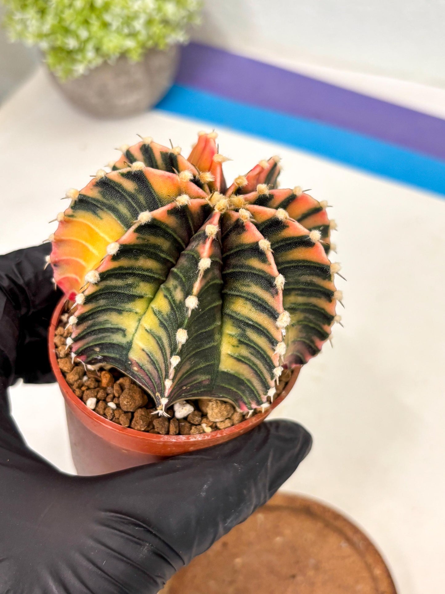 Gymnocalycium Lb Hybrid (gy5) (r7) | Imported Plants