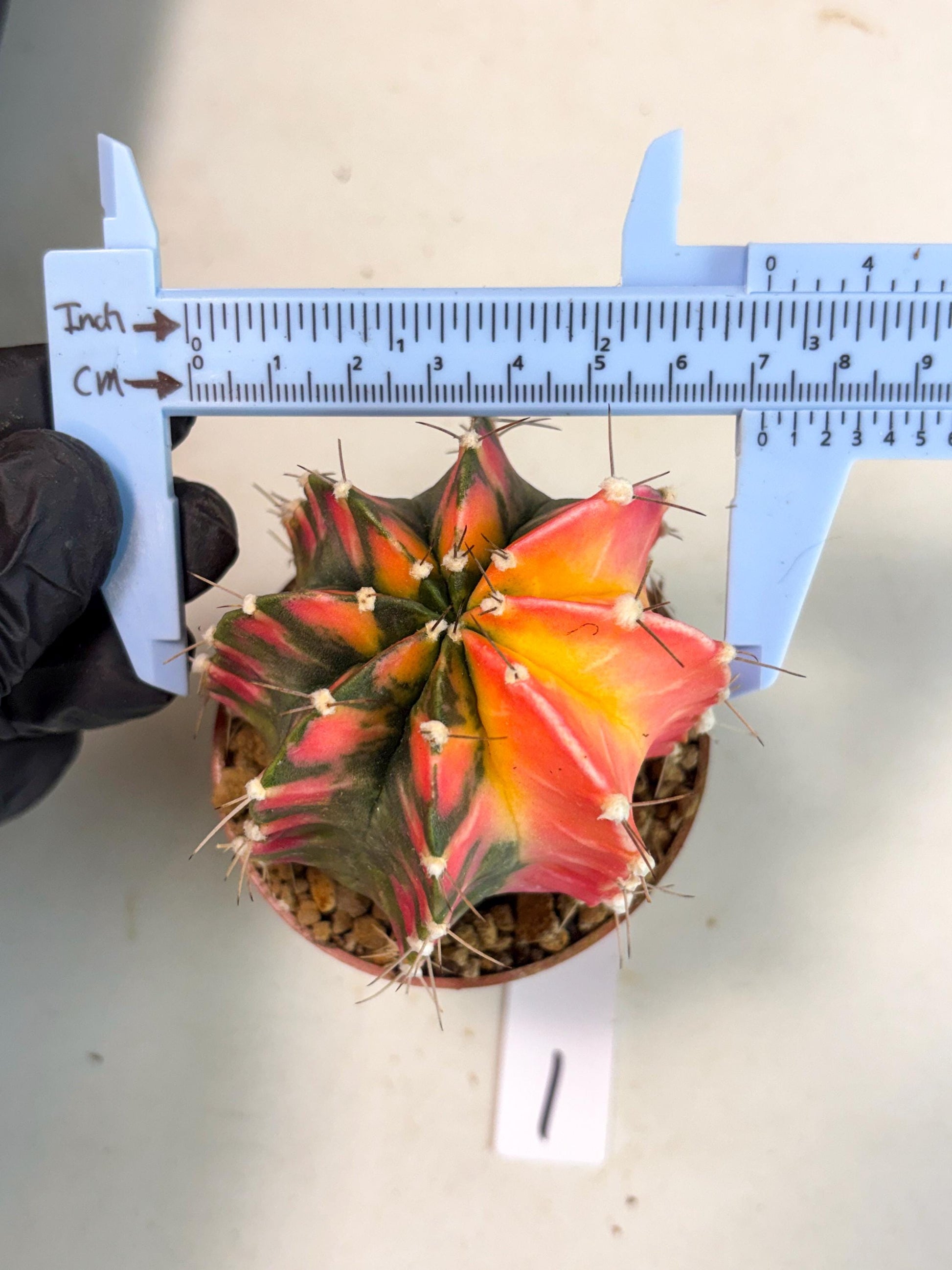 Gymnocalycium Mihanovichii (gy10) (y1) | Imported Plants