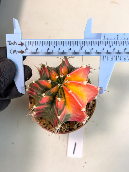 Gymnocalycium Mihanovichii (gy10) (y1) | Imported Plants