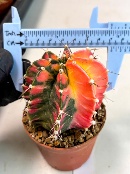 Gymnocalycium Mihanovichii (gy10) (y1) | Imported Plants