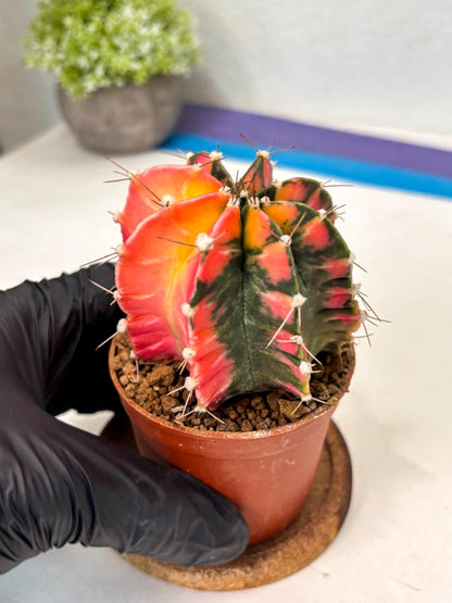 Gymnocalycium Mihanovichii (gy10) (y1) | Imported Plants