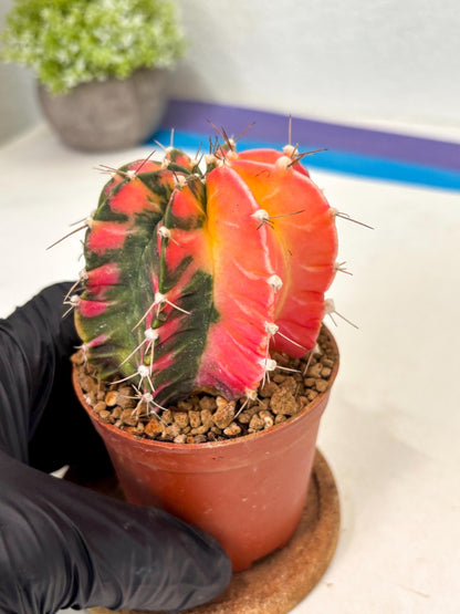 Gymnocalycium Mihanovichii (gy10) (y1) | Imported Plants