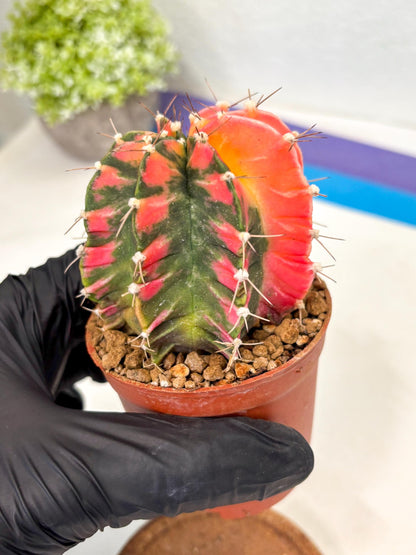 Gymnocalycium Mihanovichii (gy10) (y1) | Imported Plants