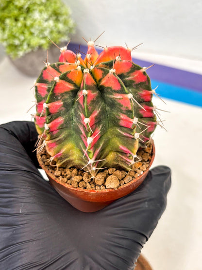 Gymnocalycium Mihanovichii (gy10) (y1) | Imported Plants
