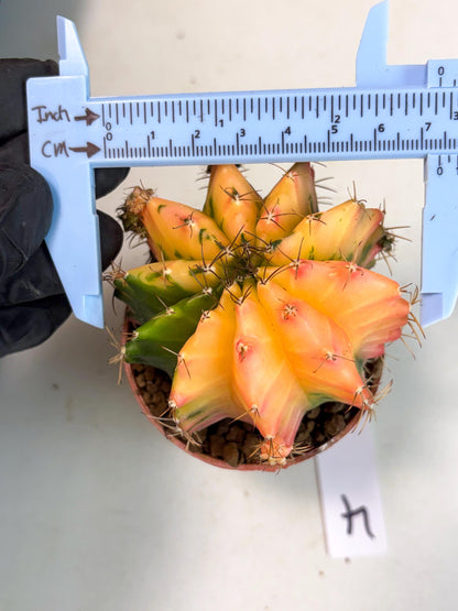 Gymnocalycium Mihanovichii (gy10) (y4) | Imported Plants