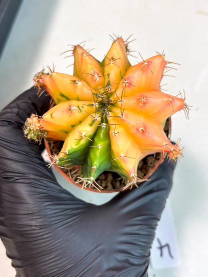 Gymnocalycium Mihanovichii (gy10) (y4) | Imported Plants
