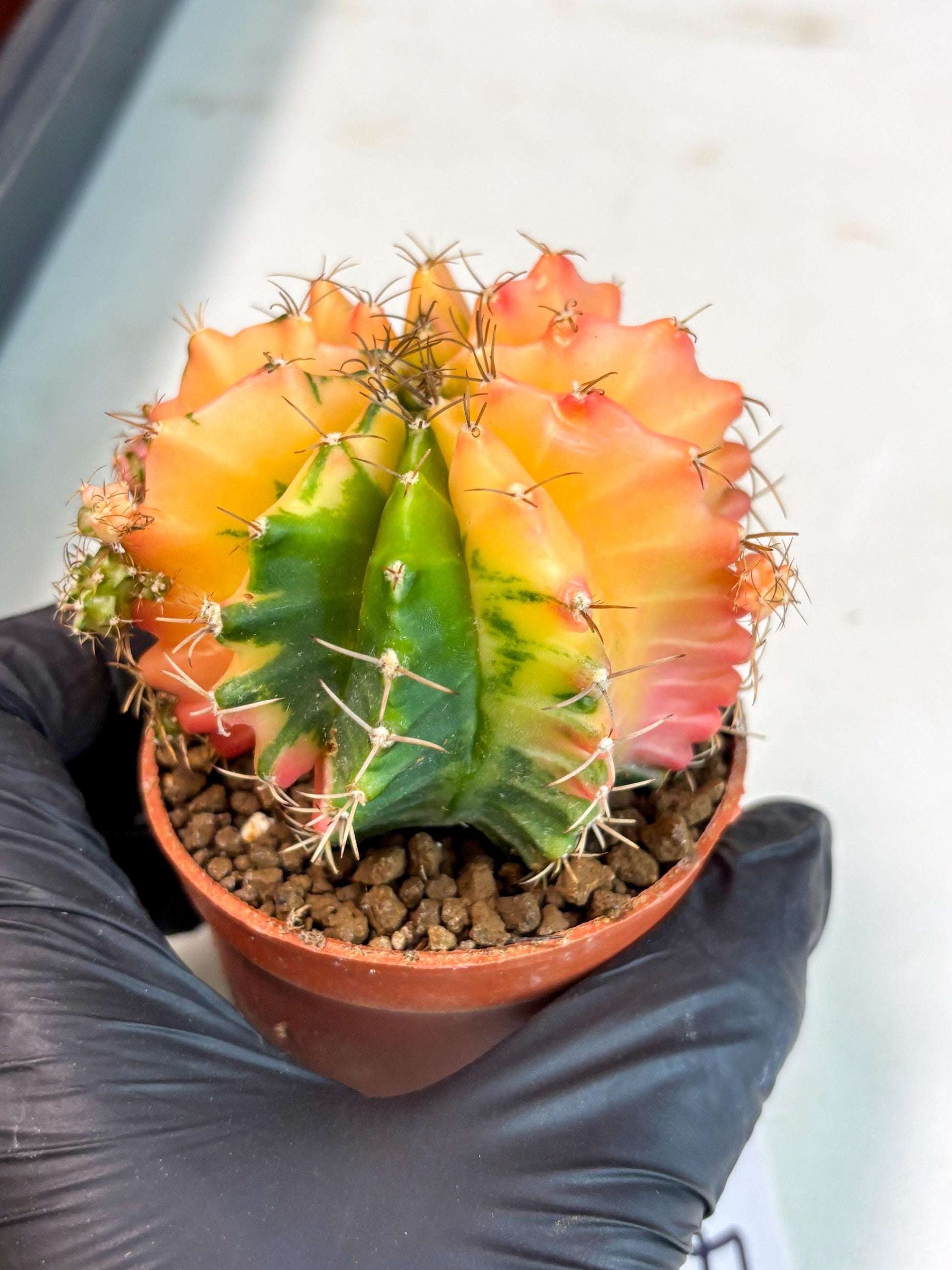 Gymnocalycium Mihanovichii (gy10) (y4) | Imported Plants