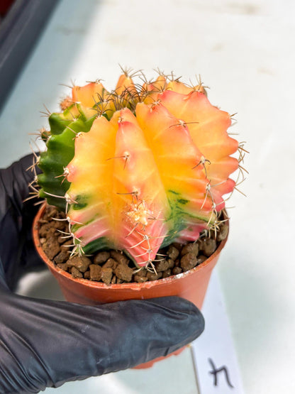 Gymnocalycium Mihanovichii (gy10) (y4) | Imported Plants