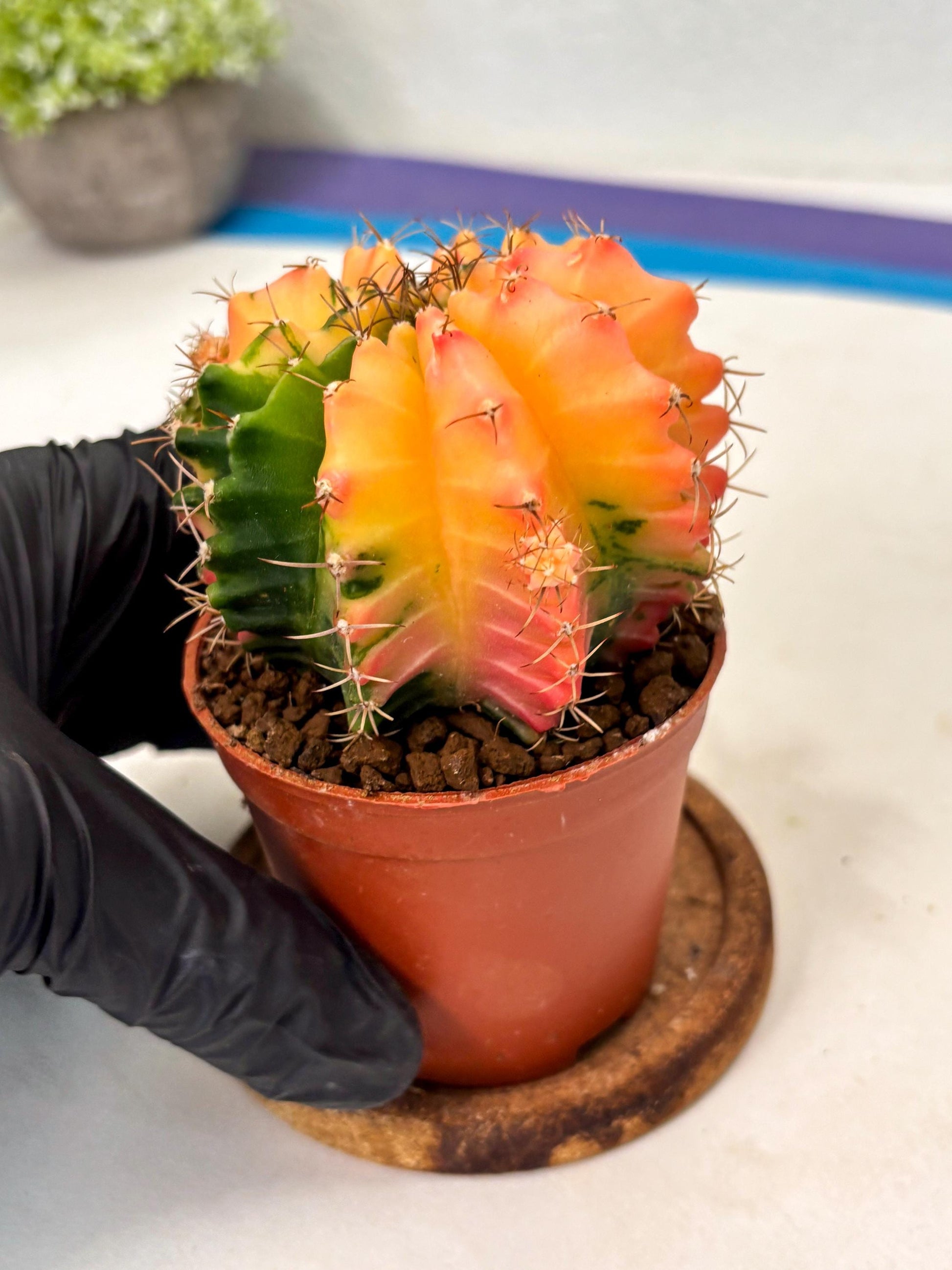 Gymnocalycium Mihanovichii (gy10) (y4) | Imported Plants