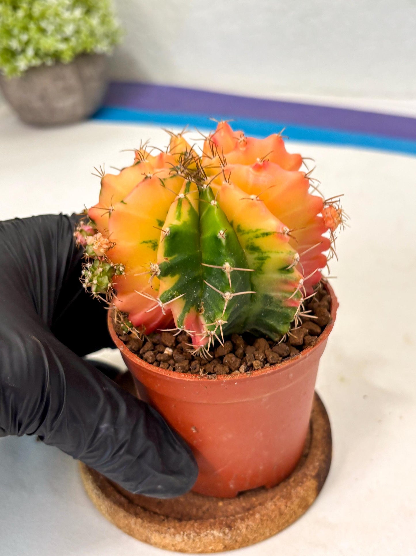 Gymnocalycium Mihanovichii (gy10) (y4) | Imported Plants
