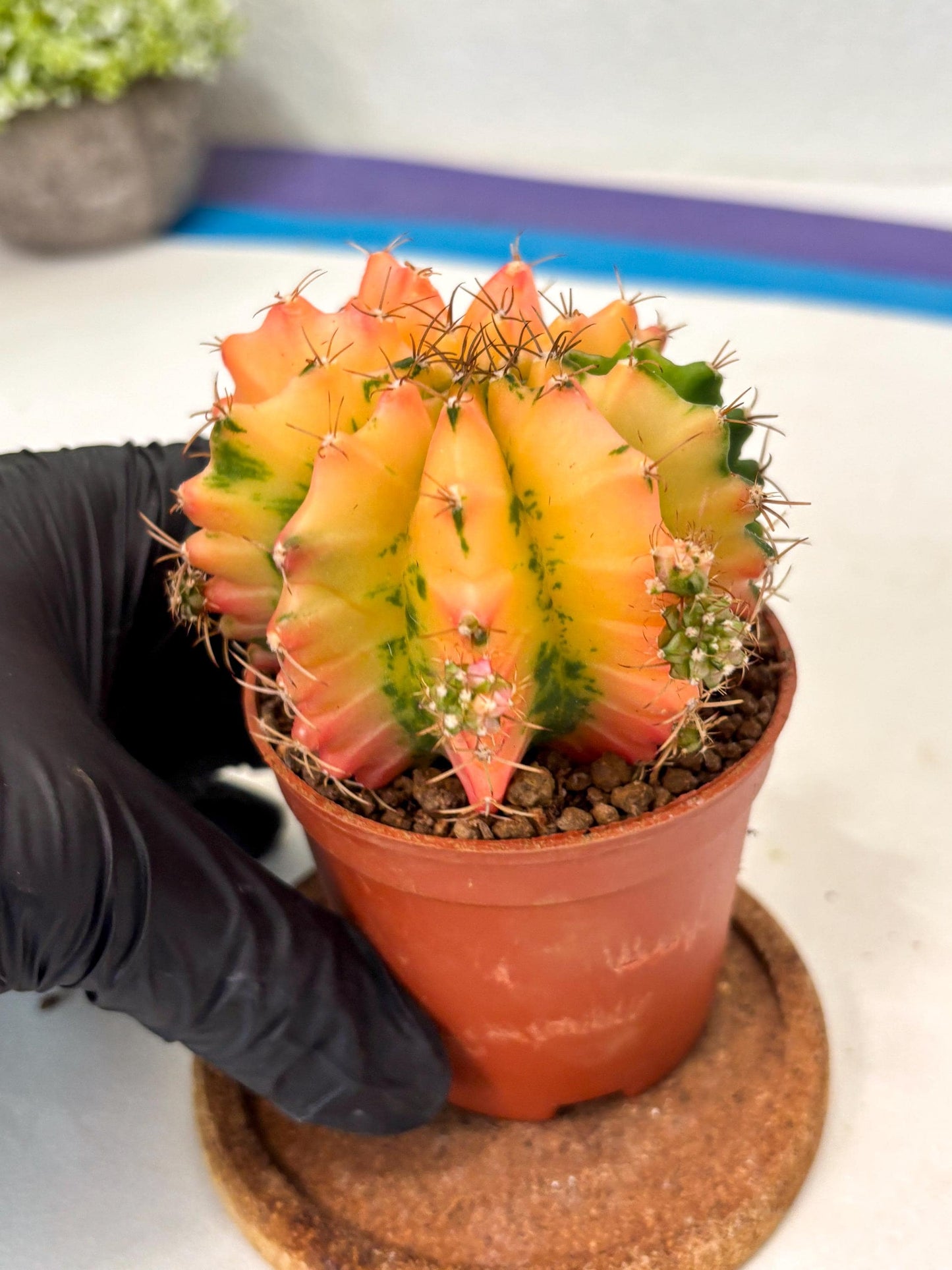 Gymnocalycium Mihanovichii (gy10) (y4) | Imported Plants