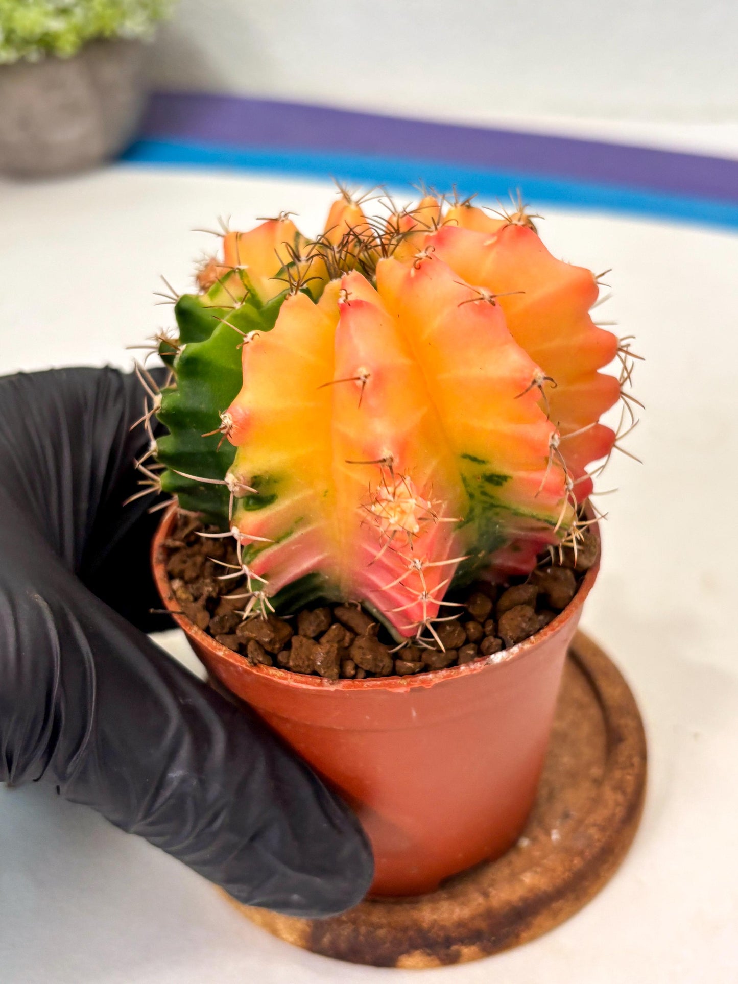 Gymnocalycium Mihanovichii (gy10) (y4) | Imported Plants