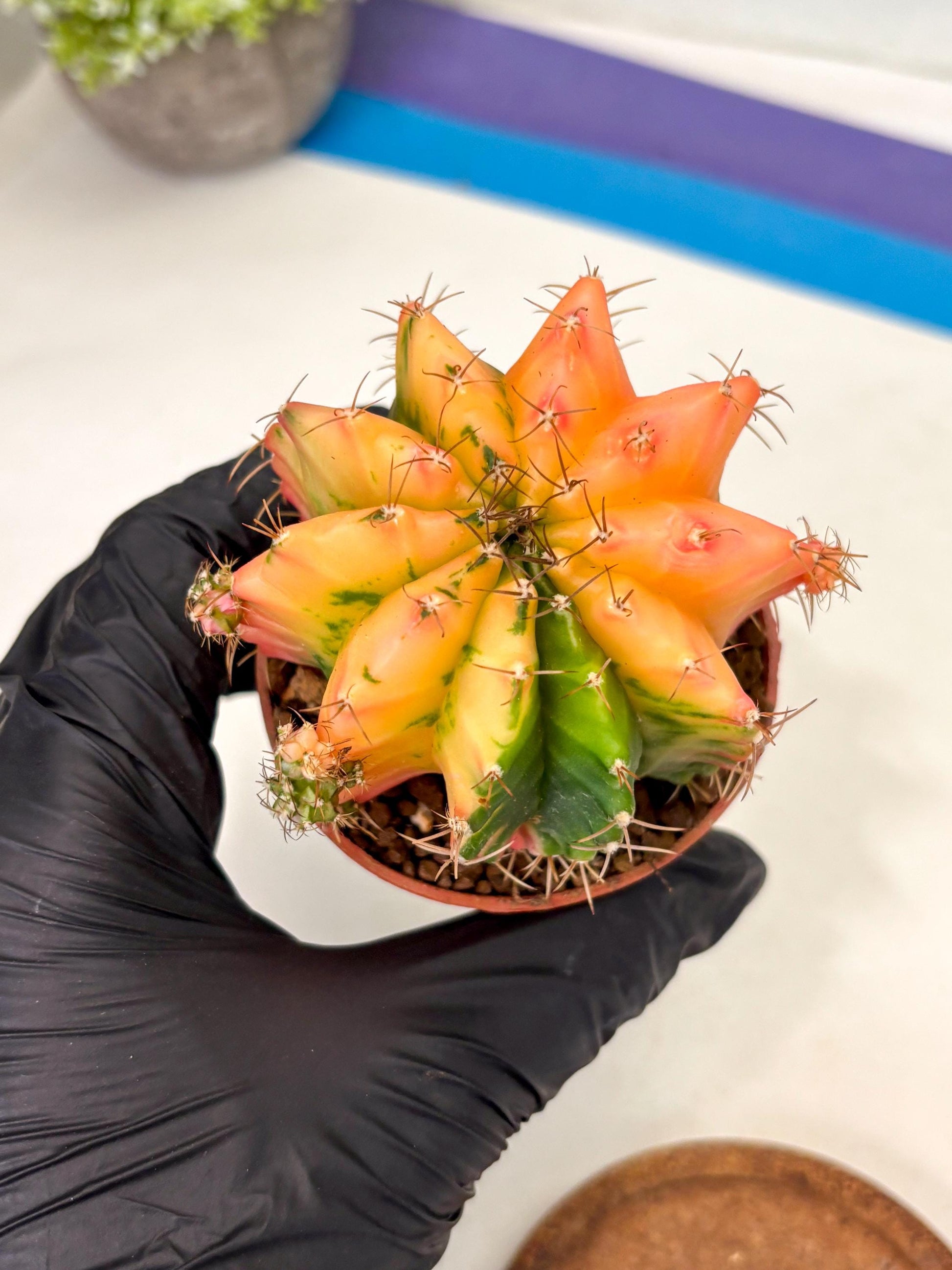 Gymnocalycium Mihanovichii (gy10) (y4) | Imported Plants