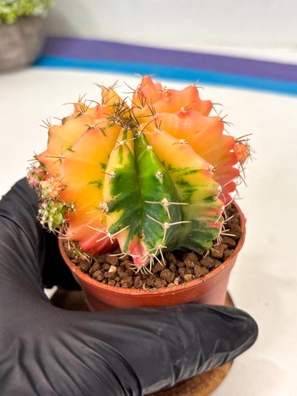 Gymnocalycium Mihanovichii (gy10) (y4) | Imported Plants