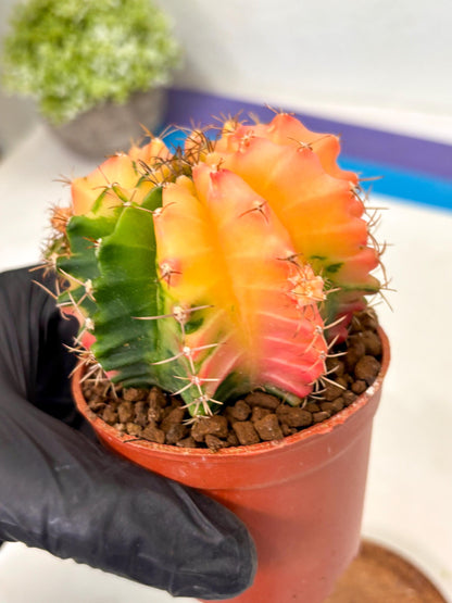 Gymnocalycium Mihanovichii (gy10) (y4) | Imported Plants