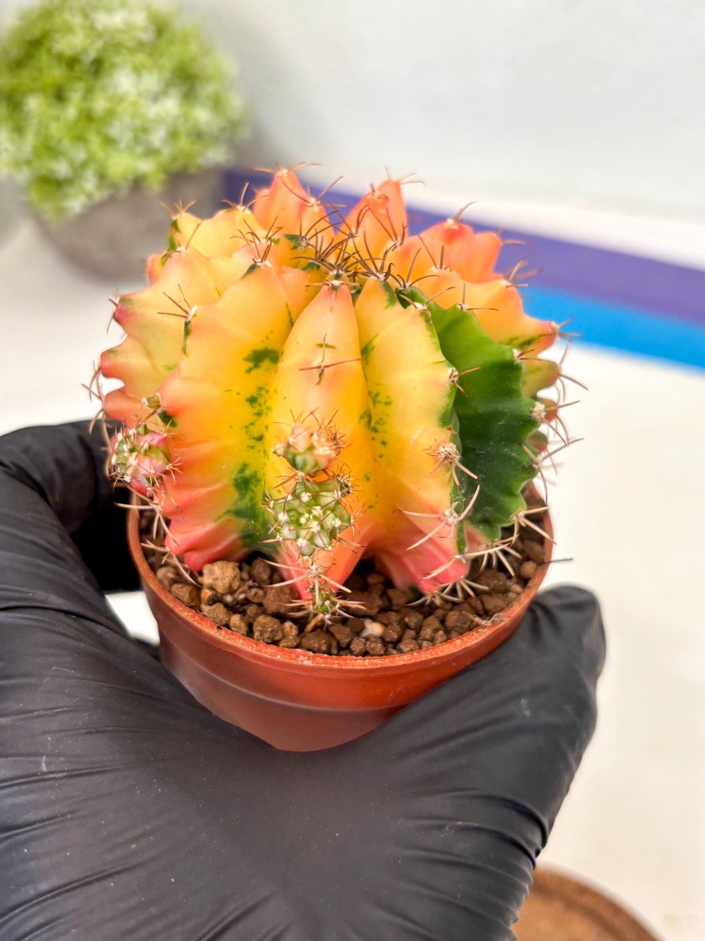 Gymnocalycium Mihanovichii (gy10) (y4) | Imported Plants