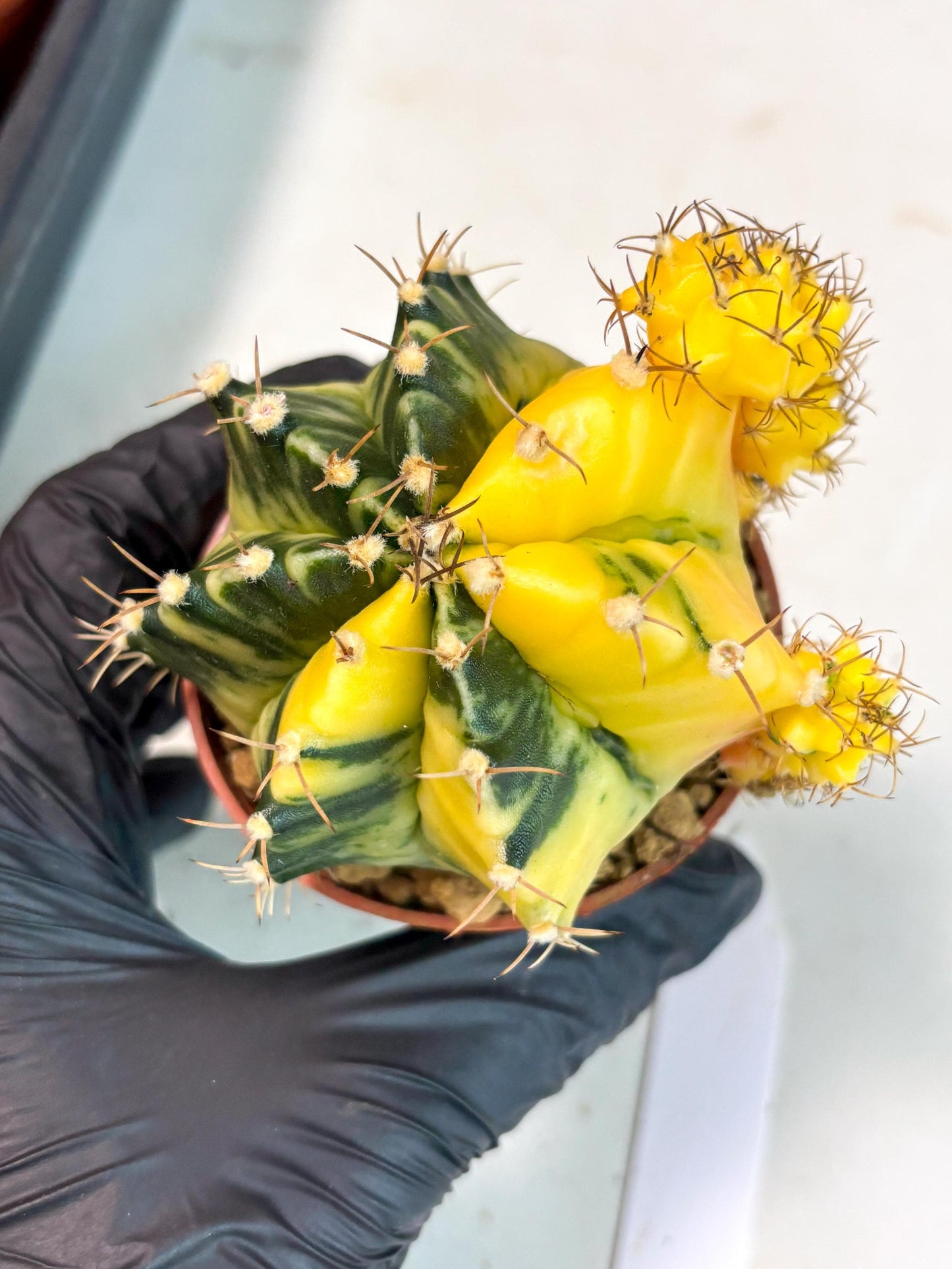Gymnocalycium Mihanovichii (gy10) (y5) | Imported Plants