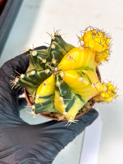 Gymnocalycium Mihanovichii (gy10) (y5) | Imported Plants