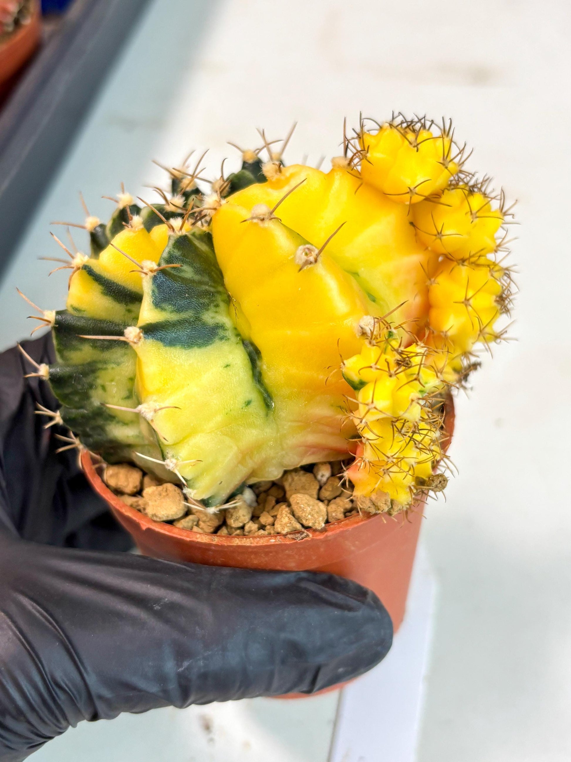 Gymnocalycium Mihanovichii (gy10) (y5) | Imported Plants