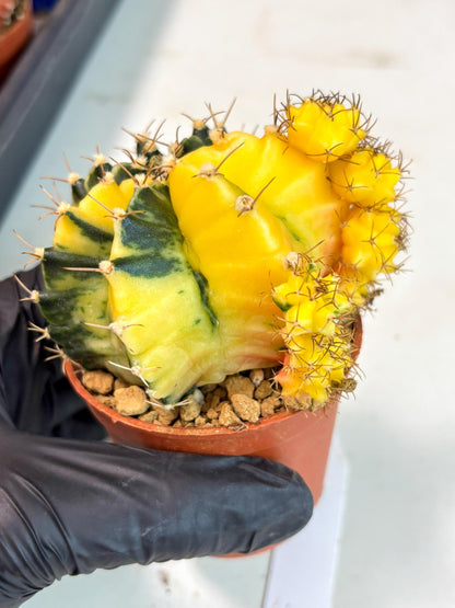Gymnocalycium Mihanovichii (gy10) (y5) | Imported Plants