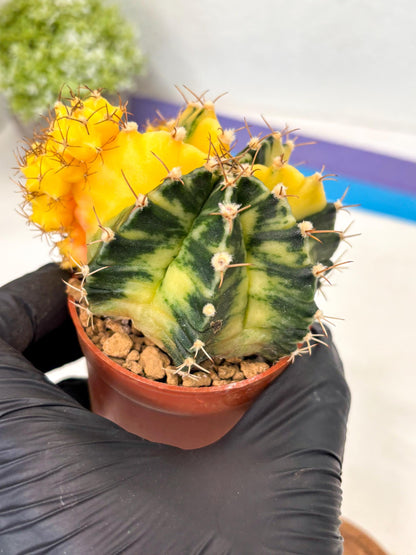 Gymnocalycium Mihanovichii (gy10) (y5) | Imported Plants