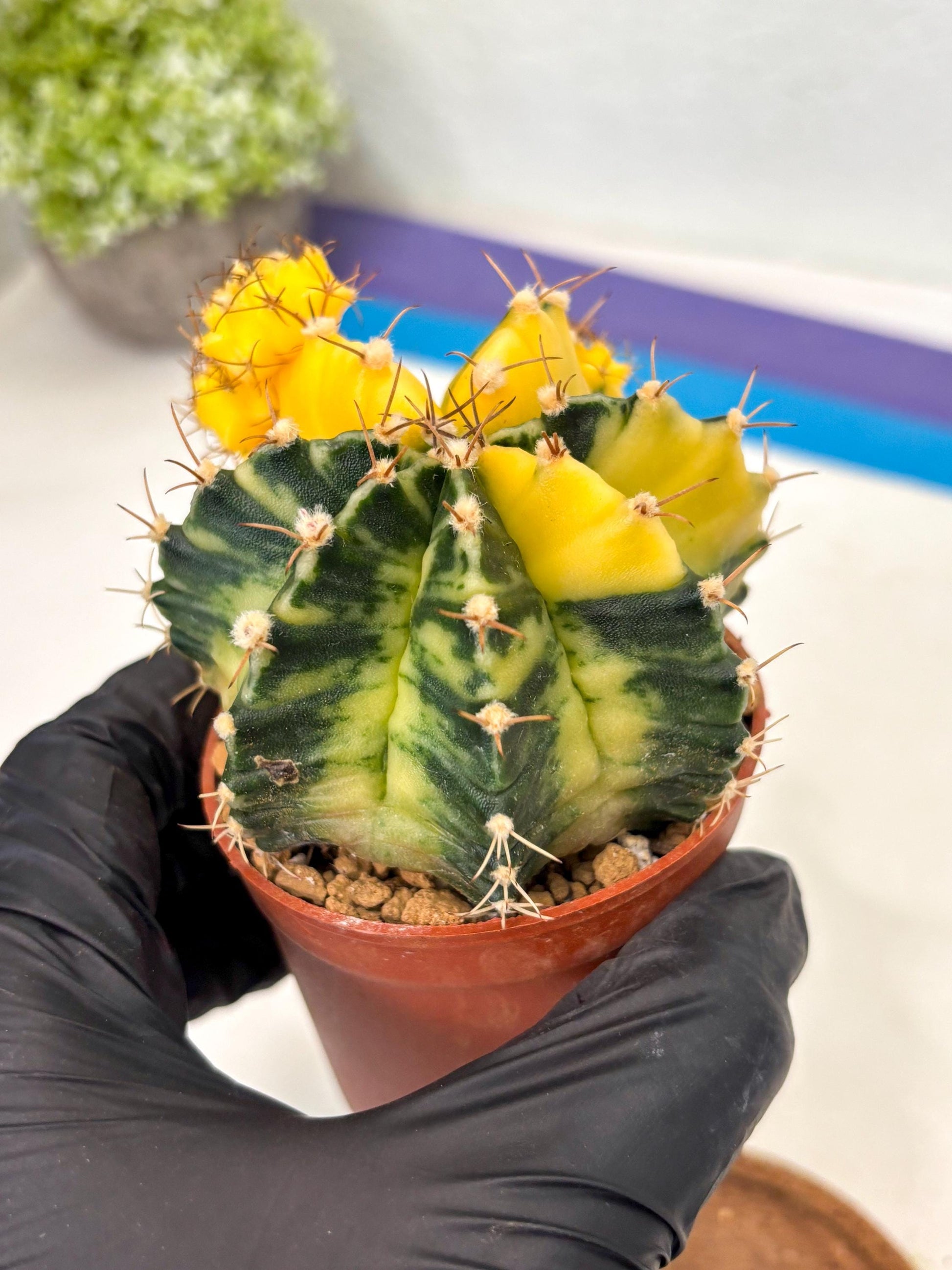 Gymnocalycium Mihanovichii (gy10) (y5) | Imported Plants