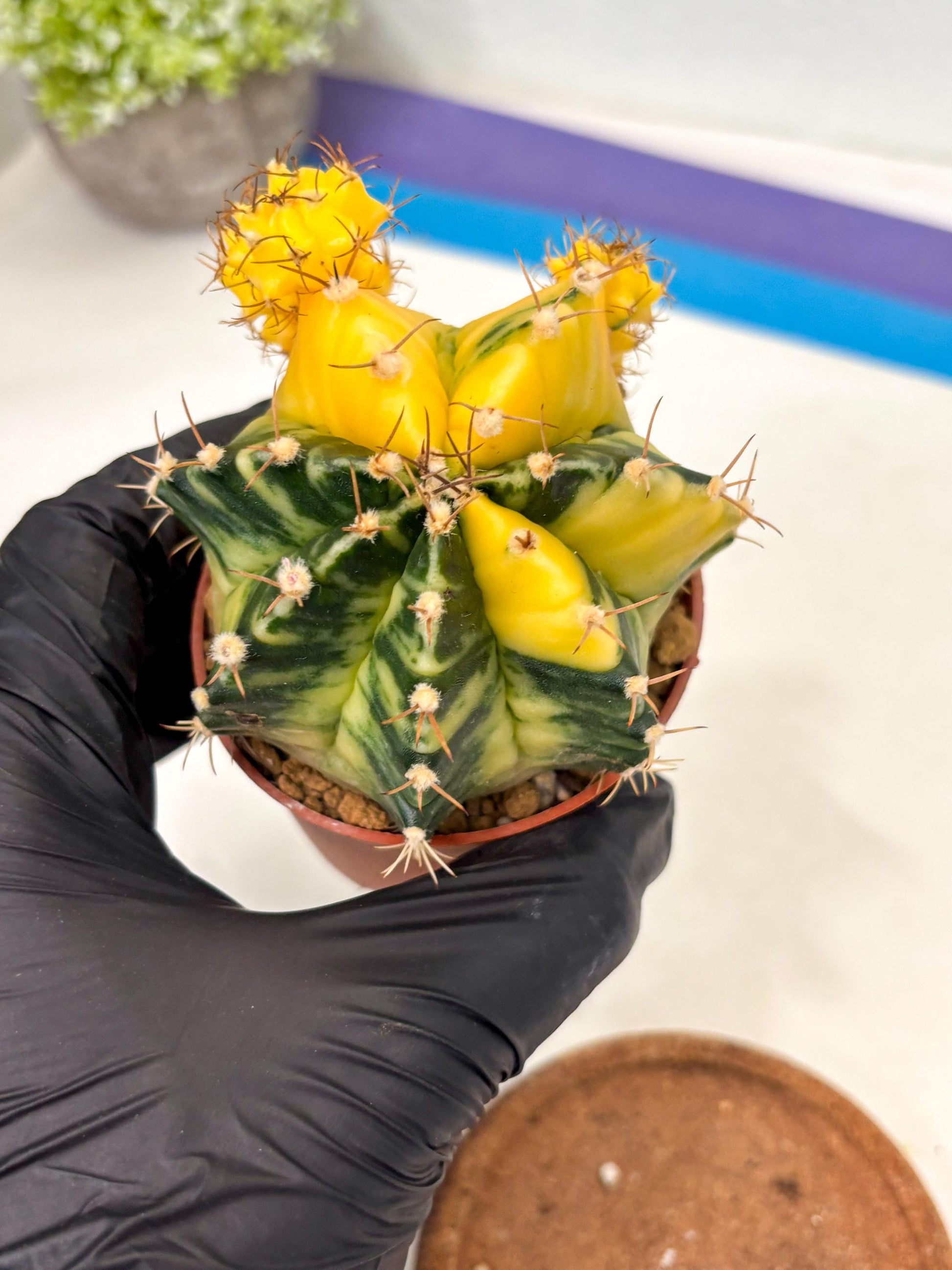 Gymnocalycium Mihanovichii (gy10) (y5) | Imported Plants