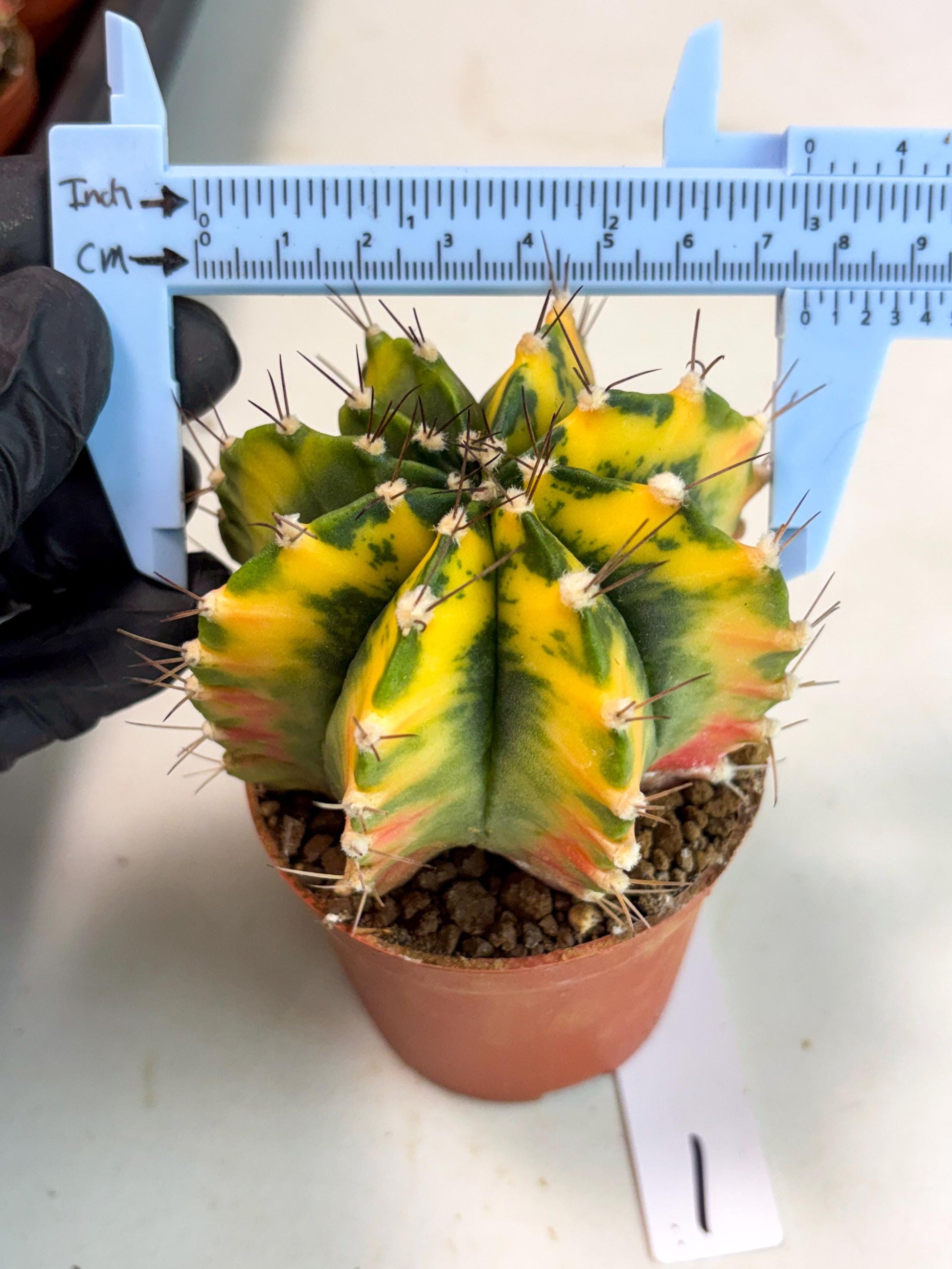 Gymnocalycium Mihanovichii (gy10) (p1) | Imported Plants