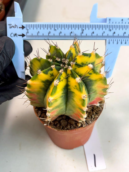 Gymnocalycium Mihanovichii (gy10) (p1) | Imported Plants